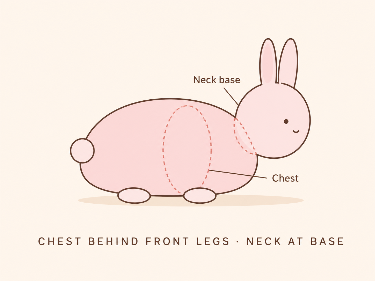 Where to measure chest and neck on a rabbit